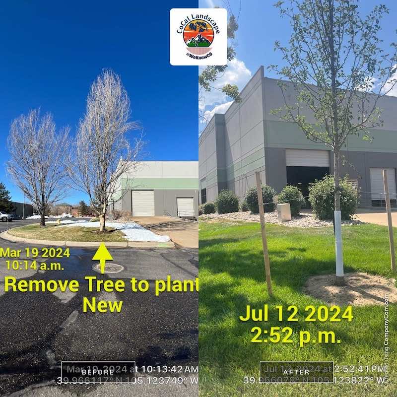 colorado landscaping enhancement tree remove and planting