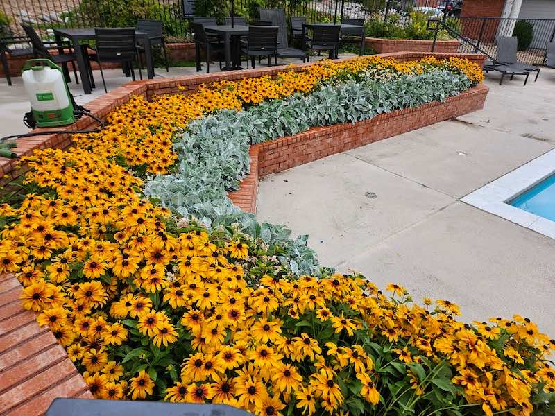 colorado hylands pool flowers