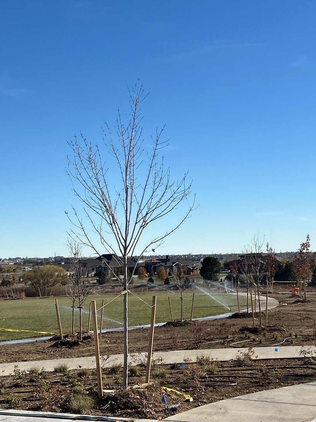 cocal landscape barefoot lakes park sod