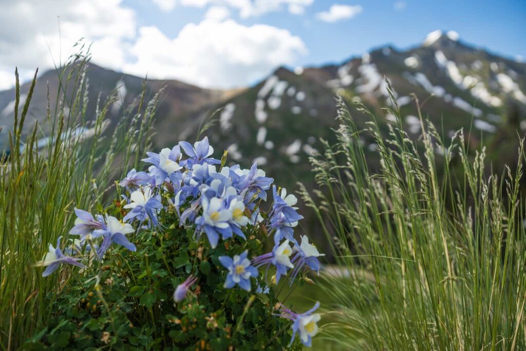 colorado columbine flower