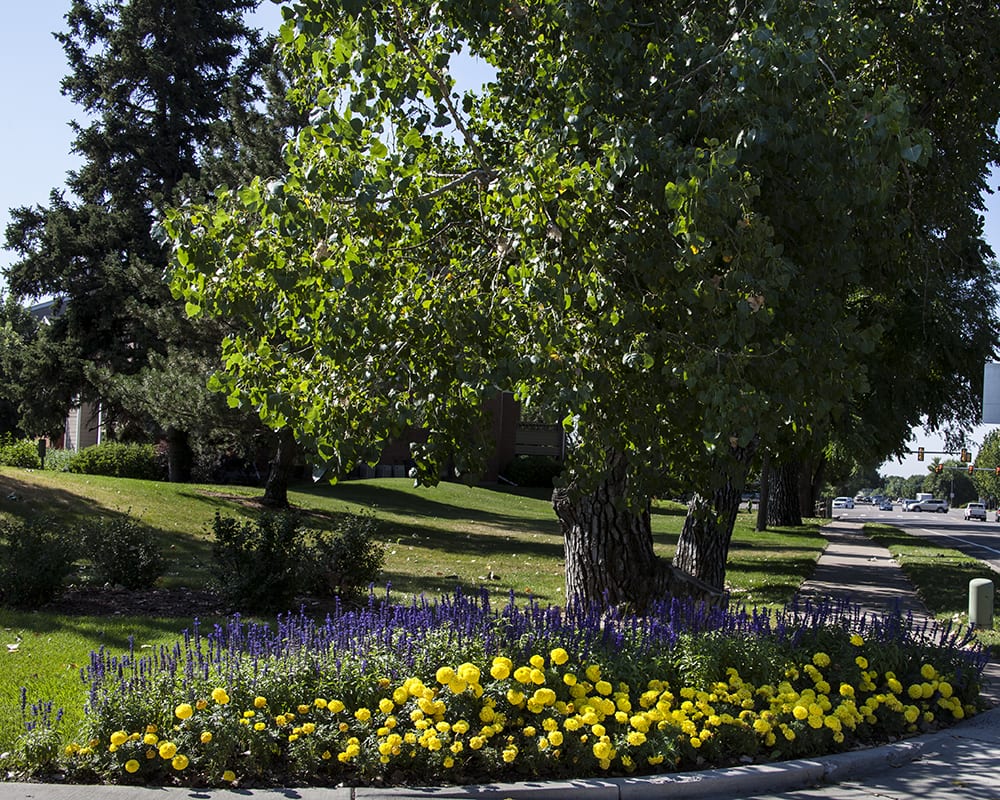 courtney park commercial landscape
